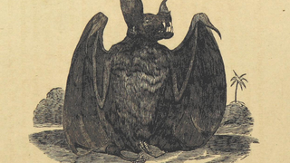 A Creepy-Cute Vintage Illustration Of A Vampire Bat